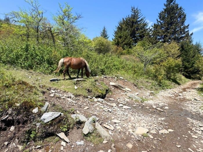 wild ponies Grayson Highlands State Park in VA
