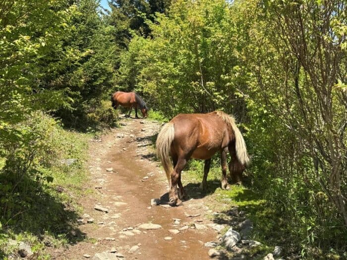 wild ponies Grayson Highlands State Park in VA
