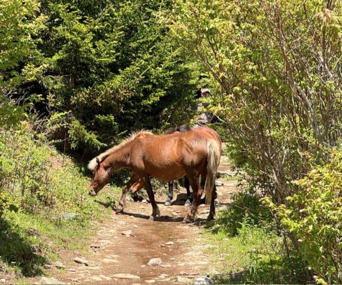 wild ponies Grayson Highlands State Park in VA