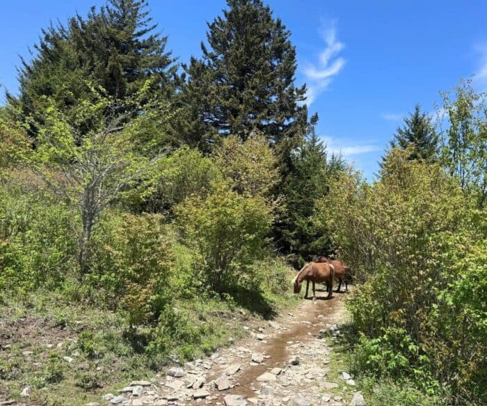 wild ponies Grayson Highlands State Park in VA