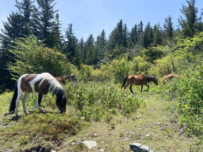 wild ponies Grayson Highlands State Park in VA