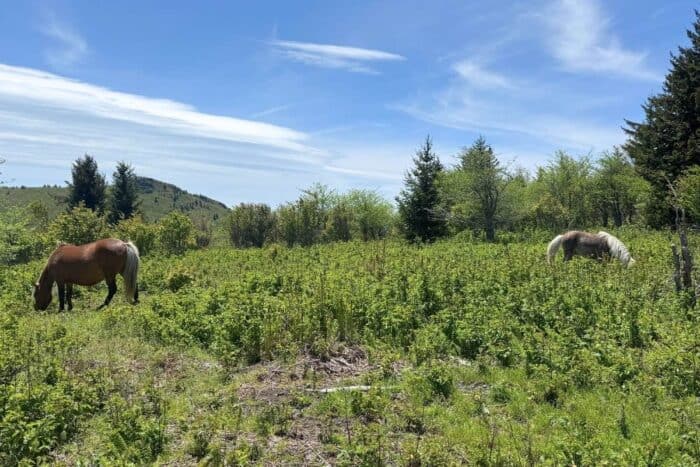 wild ponies Grayson Highlands State Park in VA