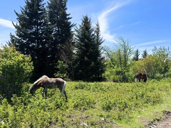 wild ponies Grayson Highlands State Park in VA