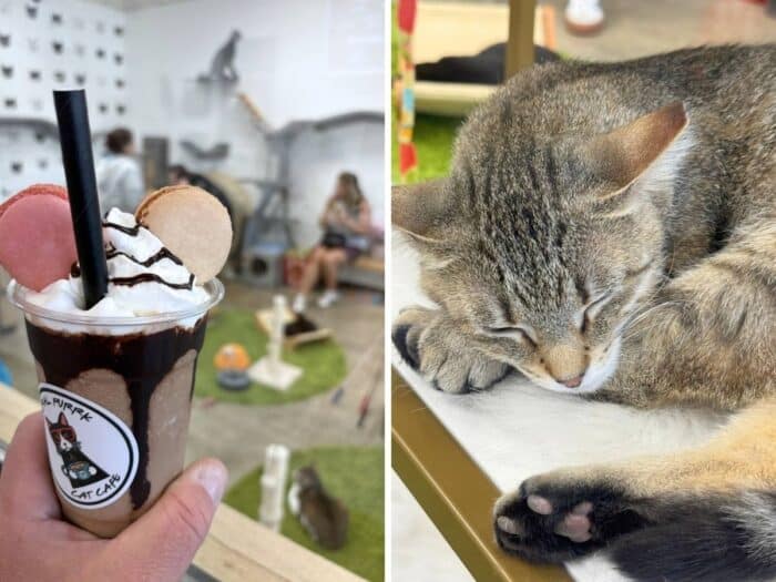 Central Purrk Cat Cafe Georgetown KY