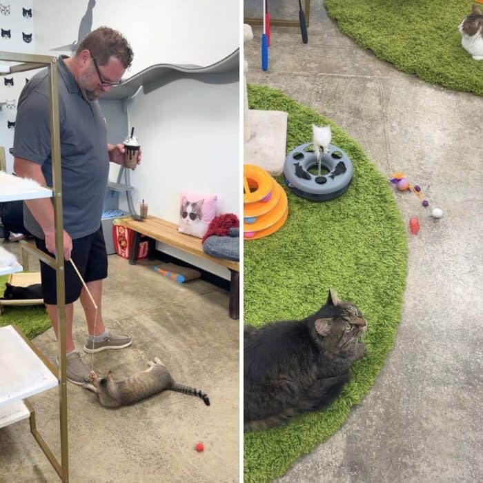 Central Purrk Cat Cafe Georgetown KY