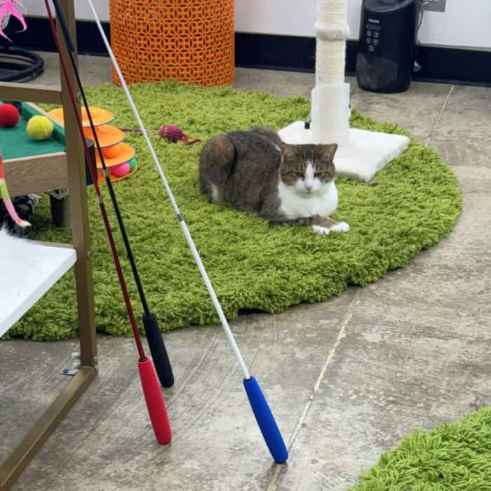 Central Purrk Cat Cafe Georgetown KY