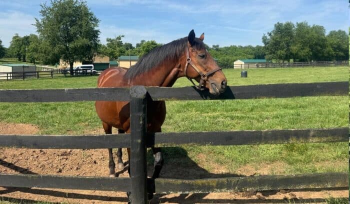 "Old Brown" horse at Old Friends Thoroughbred Retirement Farm in KY