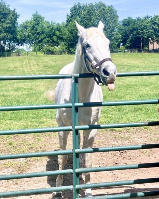 Silver Charm at Old Friends Thoroughbred Retirement Farm