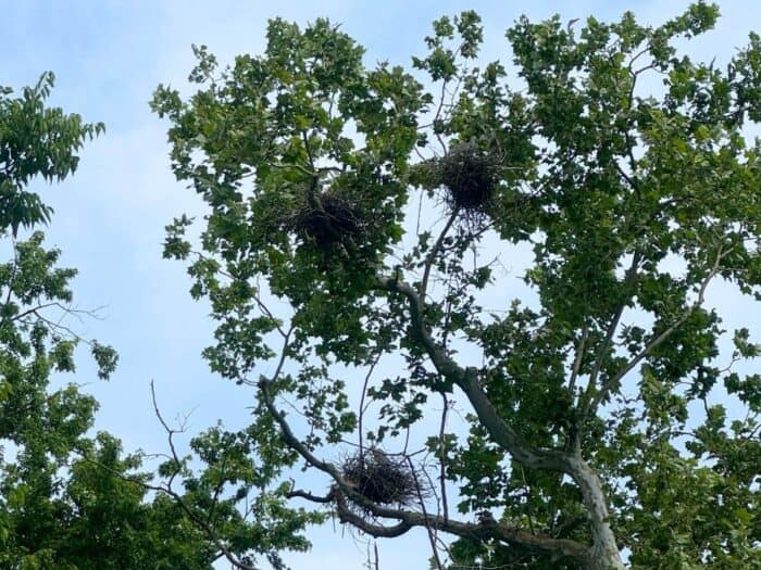bird watching while Kayaking the Midway on Elkhorn Creek Georgetown KY