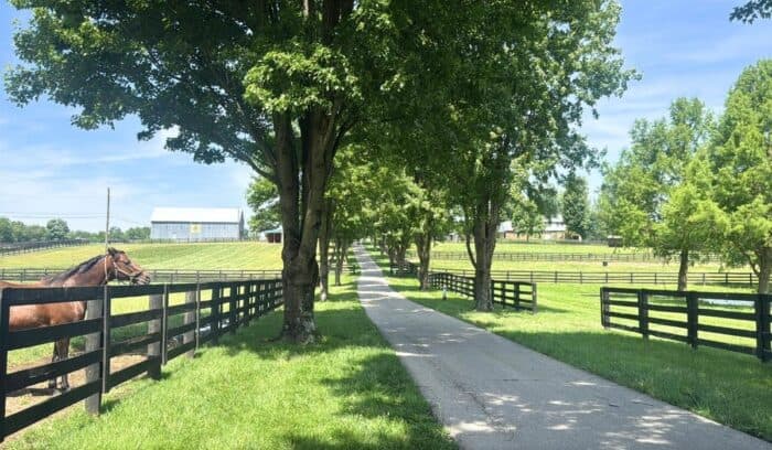 horse at Old Friends Thoroughbred Retirement Farm in KY