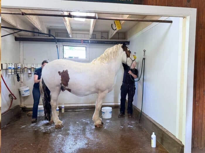 horse getting a bath at Kentucky Horse Park