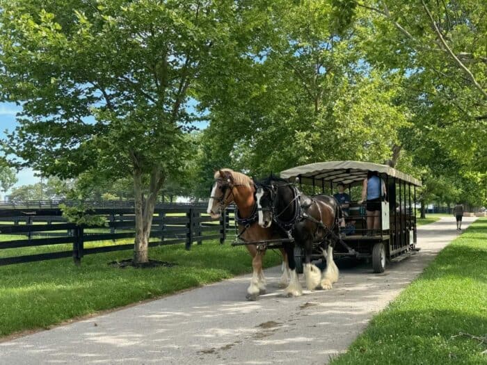 horses at Kentucky Horse Park in Georgetown KY