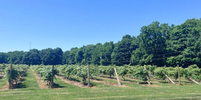 vineyard Put in Bay