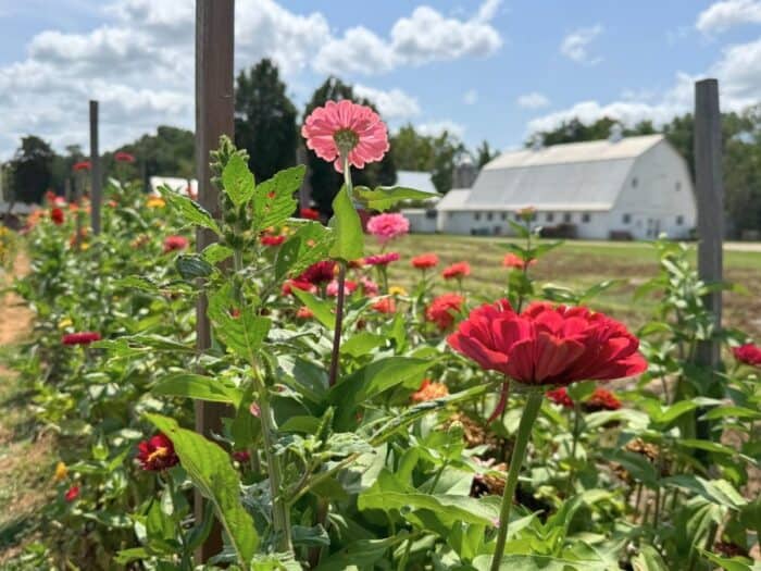 flowers at Braehead Farm in Virginia