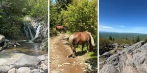 Wild Ponies and More at Grayson Highlands State Park in VA