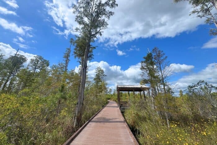 boardwalk trail at Okefenokee National Wildlife Refuge
