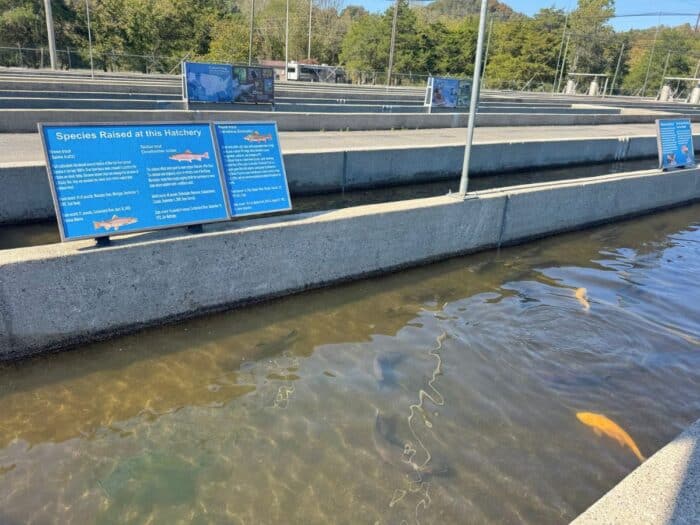 Wolf Creek National Fish Hatchery in Kentucky